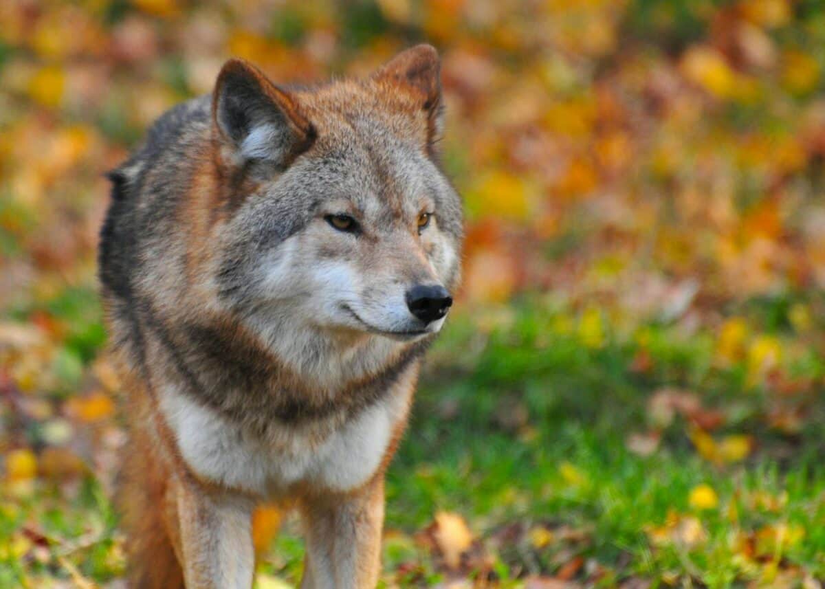 A detailed close-up of a wolf amidst vibrant autumn leaves, showcasing its natural habitat.
