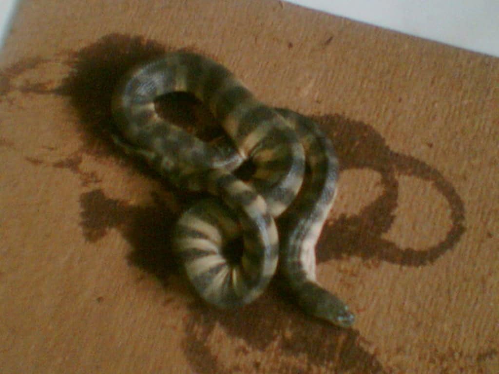 Beaked Sea Snake