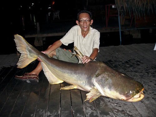 Giant Mekong Catfish