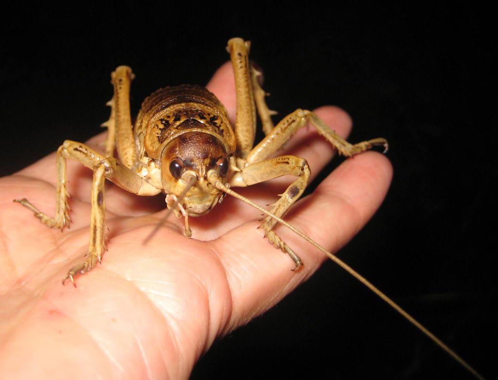 Giant Weta in Hand