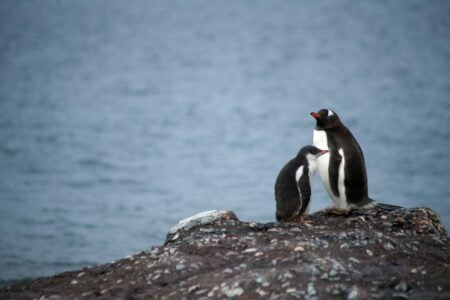 Penguins Gift Pebbles to Their Partners in Love