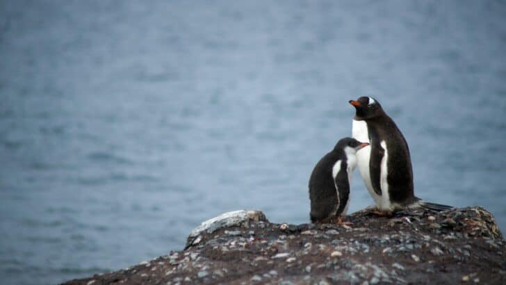 Penguins Gift Pebbles to Their Partners in Love