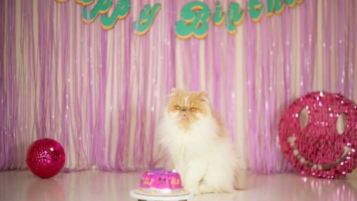 How to Make Your Pet&rsquo;s Birthday Special