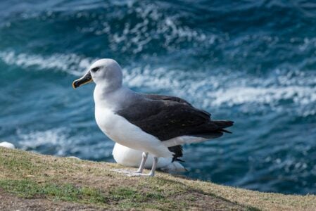 15 Most Resilient Bird Species Facing Climate Challenges
