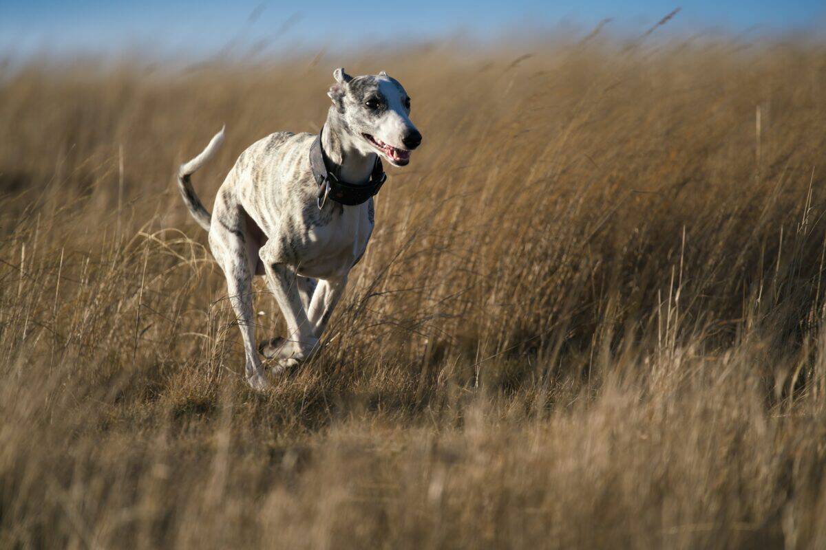 Whippet
