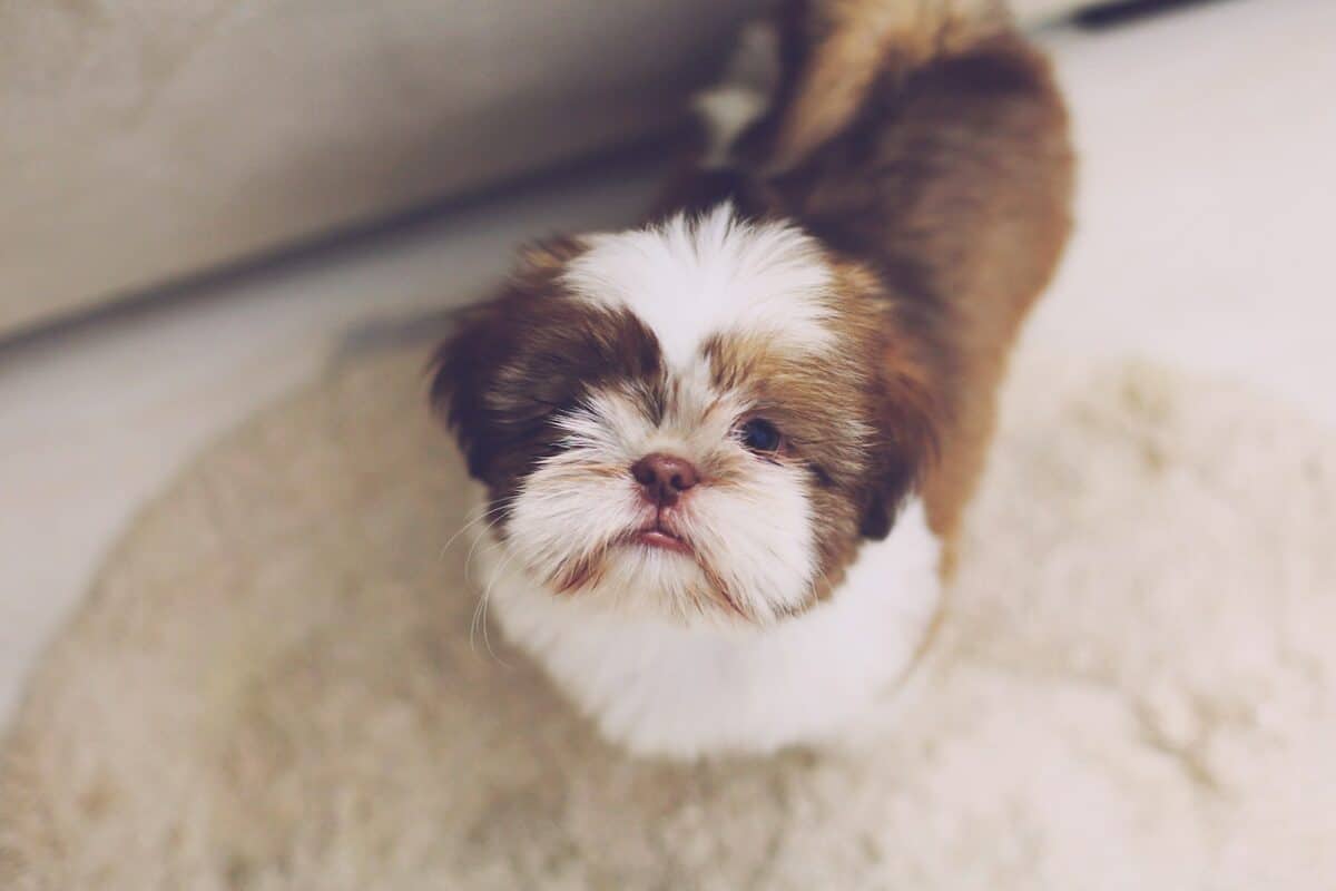 Lhasa Apso