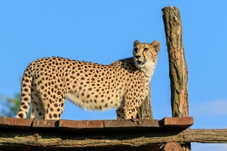12 Species That Teach Their Young Just Like Humans