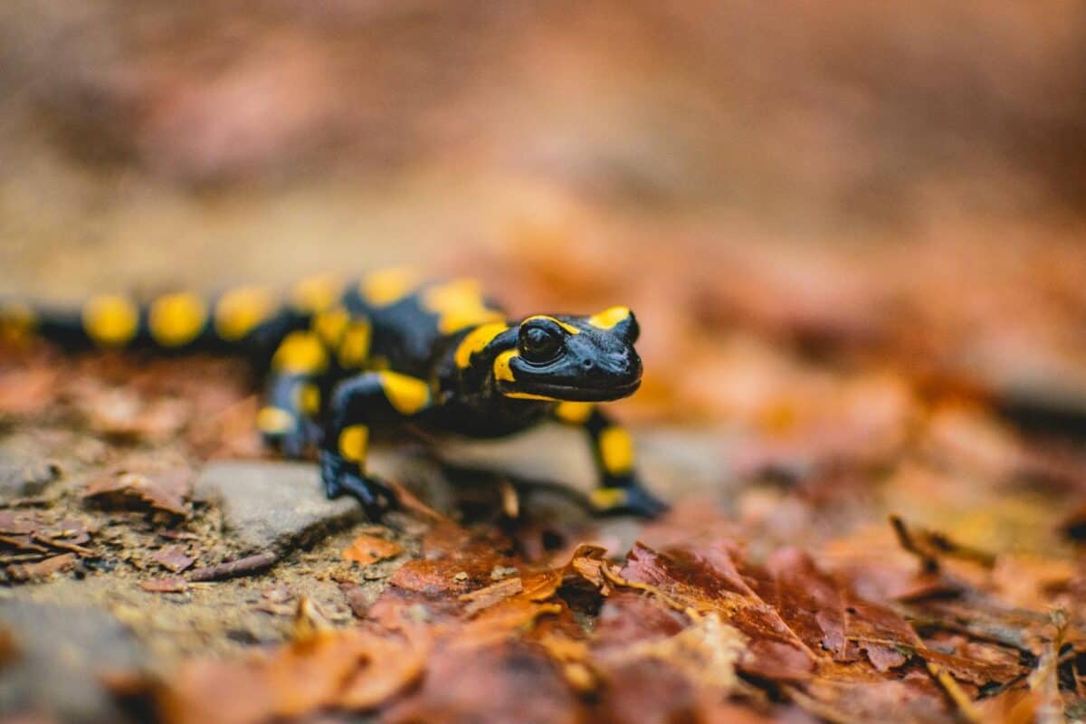 A close-up of a black and yellow salamander moving across the forest floor, showcasing its vibrant coloring and smooth skin.