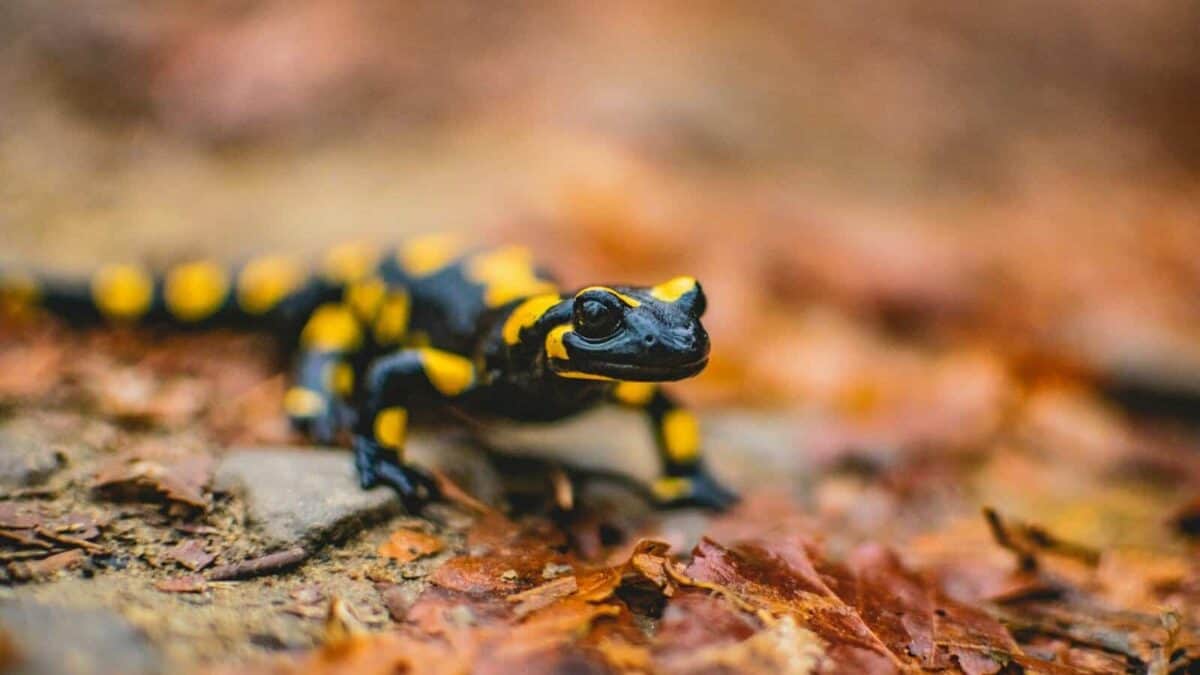 A close-up of a black and yellow salamander moving across the forest floor, showcasing its vibrant coloring and smooth skin.