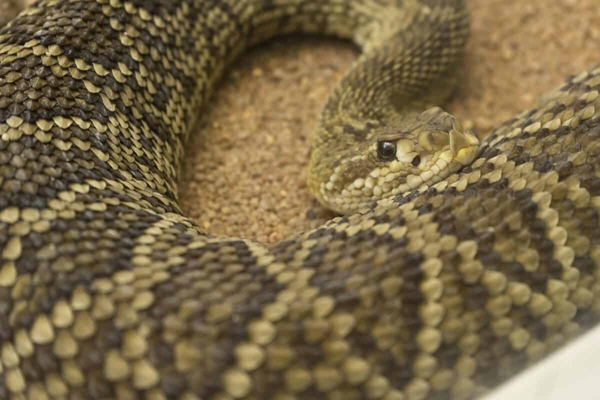 snake, zoo, rattle snake, reptile, animal, toxic, nature, skin, brown snake, rattle snake, rattle snake, rattle snake, rattle snake, rattle snake