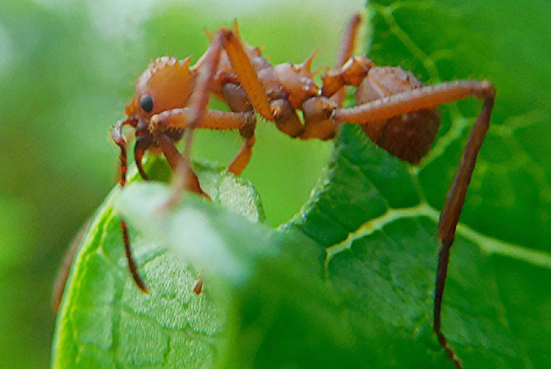 Leafcutter ant