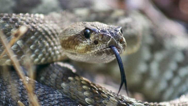 Pathbreaking Antivenom Developed Can Neutralize Neurotoxins of 19 World&rsquo;s Deadliest Snakes