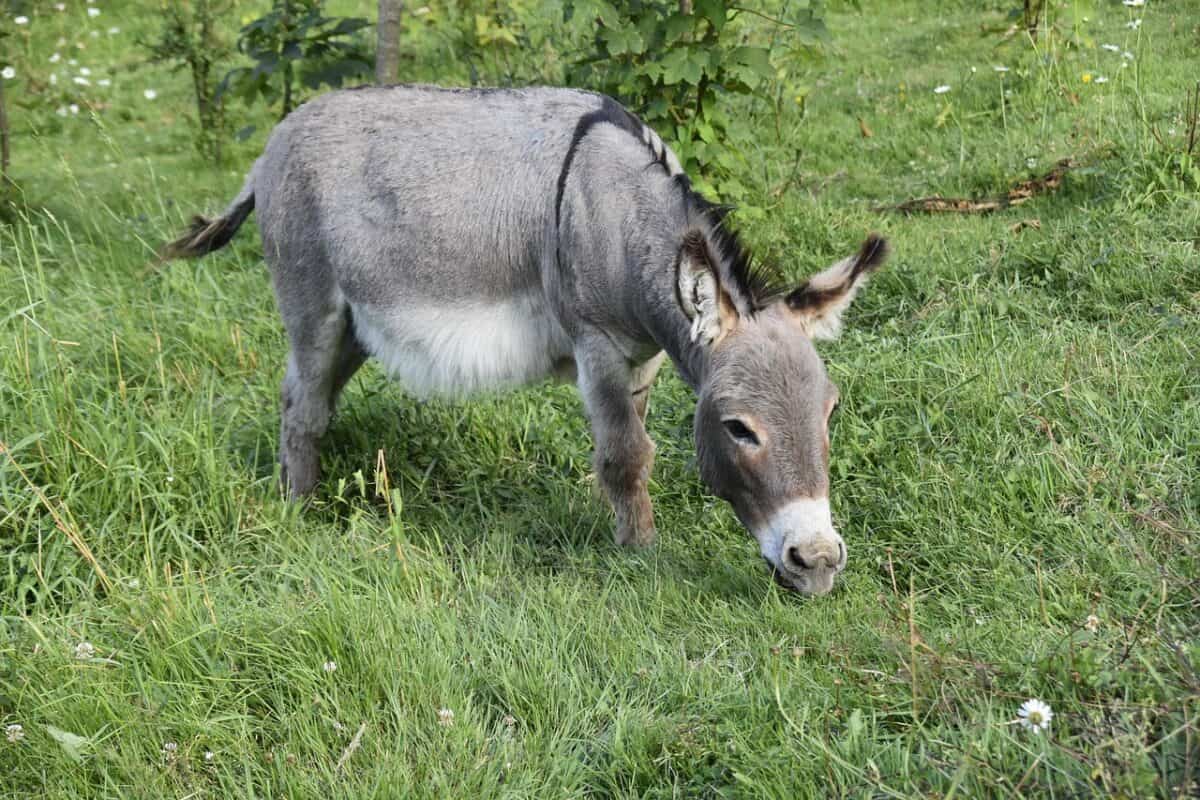 donkey, donkey miniature, equine, small ass, gray donkey, herbivorous, companion, cute, field, donkey, donkey, donkey, donkey, donkey