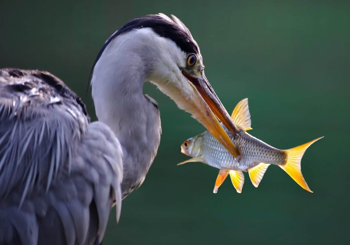 grey heron, bird, fish, hunting, heron, predator, prey, water bird, hunter, wildlife, nature, closeup, fish, fish, fish, fish, fish, heron, heron