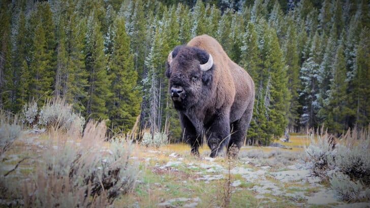 A Perfectly Preserved Ice Age Bison Was Just Discovered