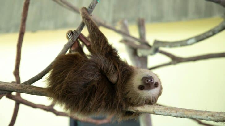 Top 10 Animals and Wildlife in the Amazon Rainforest