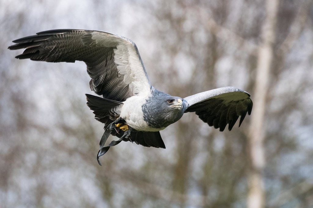 Black-chested Buzzard Eagle. Photo by The Wasp Factory, via Openverse.