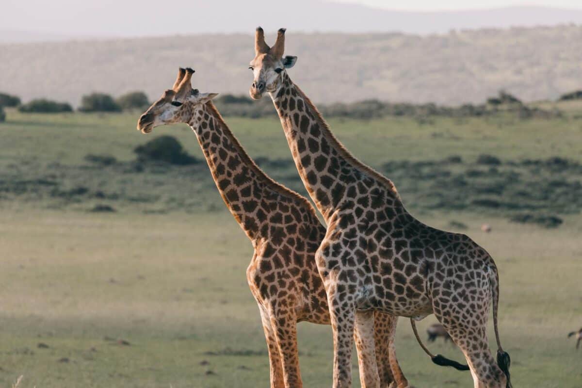 Two giraffes standing side by side in a grassy field their long necks and distinctive spots are visible with a distant landscape of trees and open land