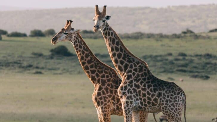 The Truth About Giraffes’ Silent Communication Skills