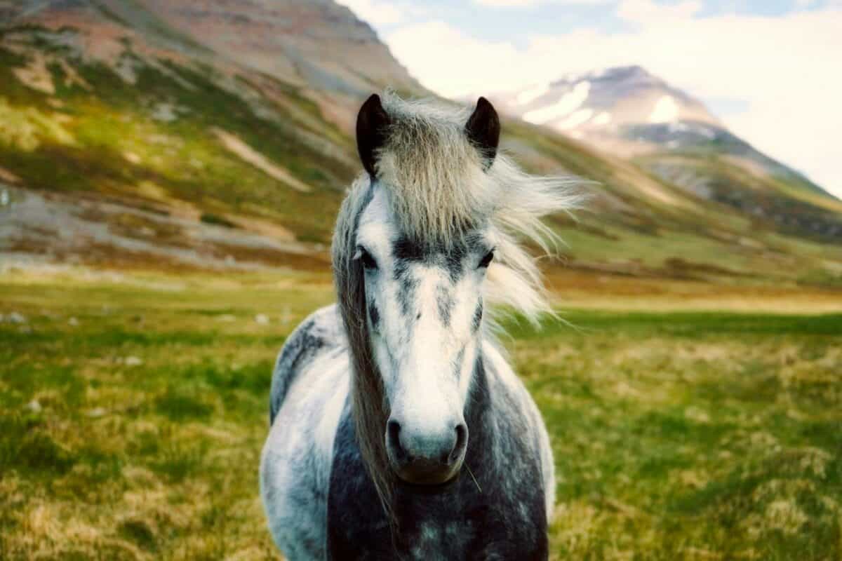 A beautiful horse in a vibrant green pasture with stunning mountain backdrop.