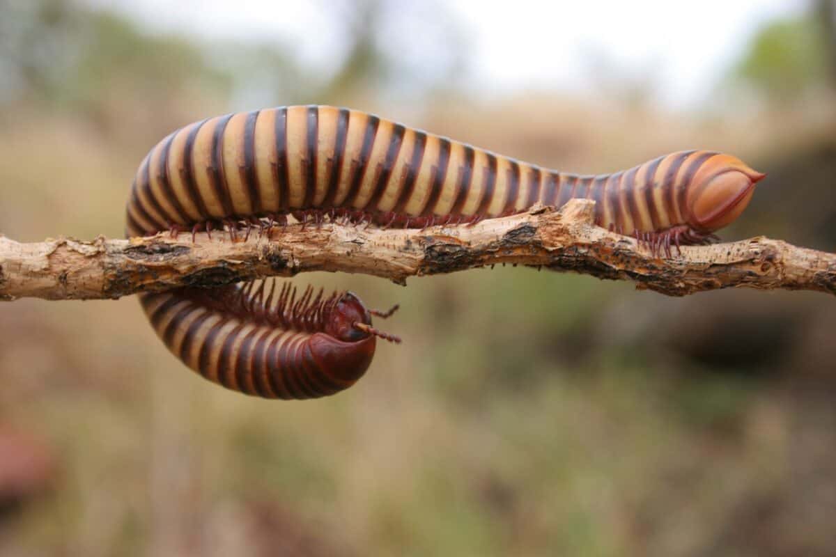 reverse, centipede, botswana, kalahari desert, nature, branch, centipede, centipede, centipede, centipede, centipede