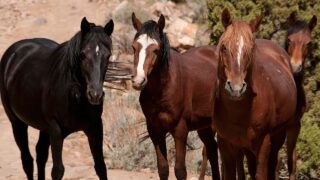 mustang, wild horse, horse, mustangs, horses, wild, nature, equine, nevada