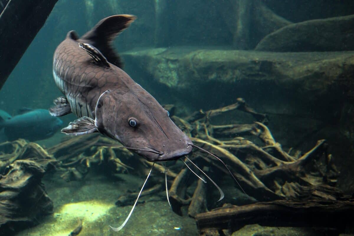 catfish, fish, predatory fish, nature, animal, water, dandruff, catfish, catfish, catfish, catfish, catfish