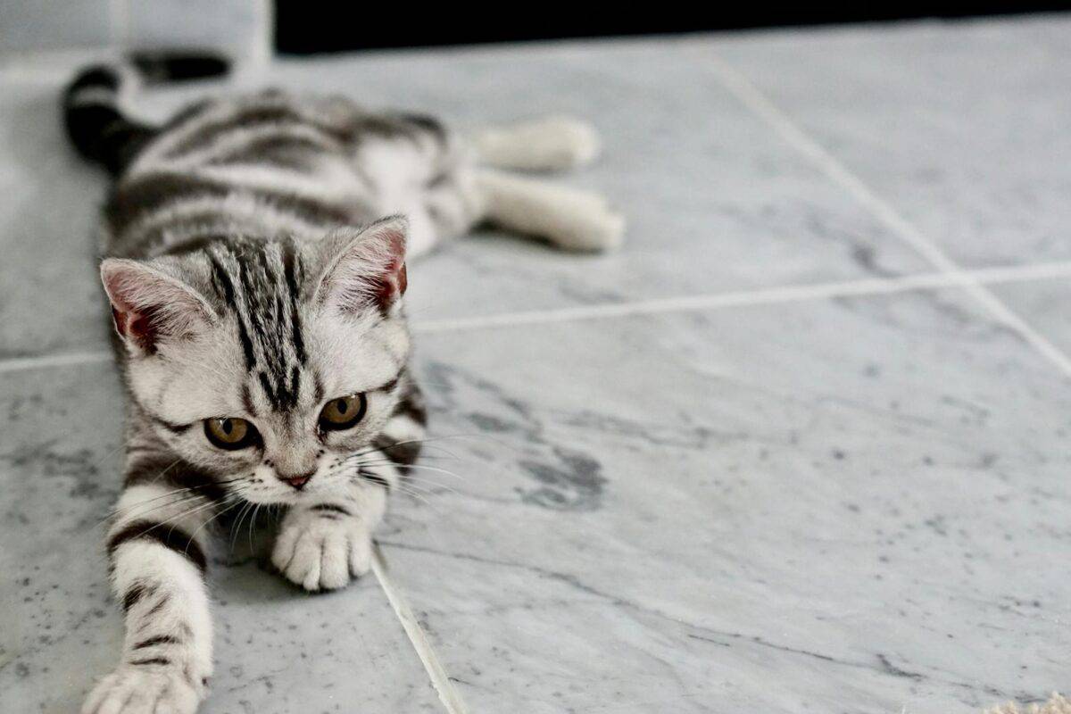 American Shorthair Kitten