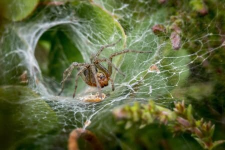 20 Most Fascinating Spiders Found Around the World - Animals Around The ...