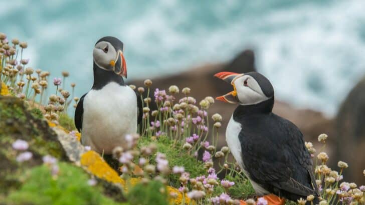 10 Weird Animal Behaviors and What They Actually Mean