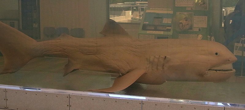 Megamouth Shark