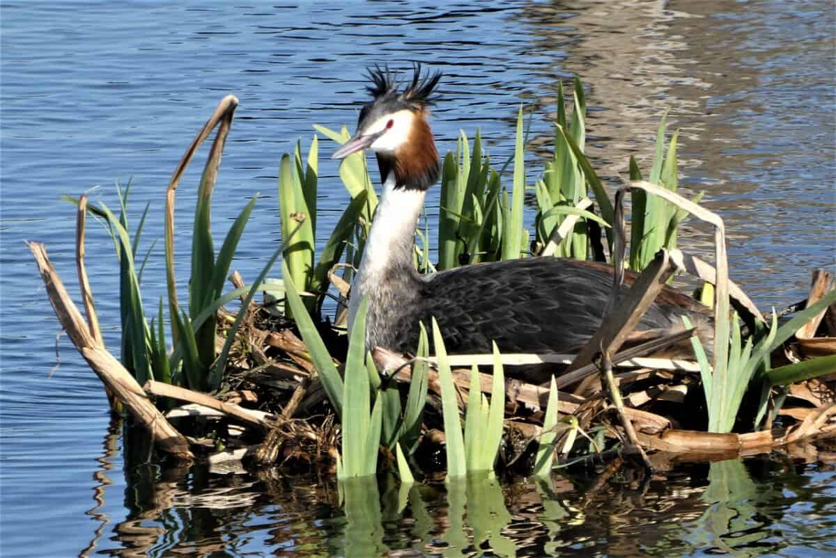 grebe, nest, spring, brood, waterfowl, nature, bird, bird's nest, waters, brood care, beak