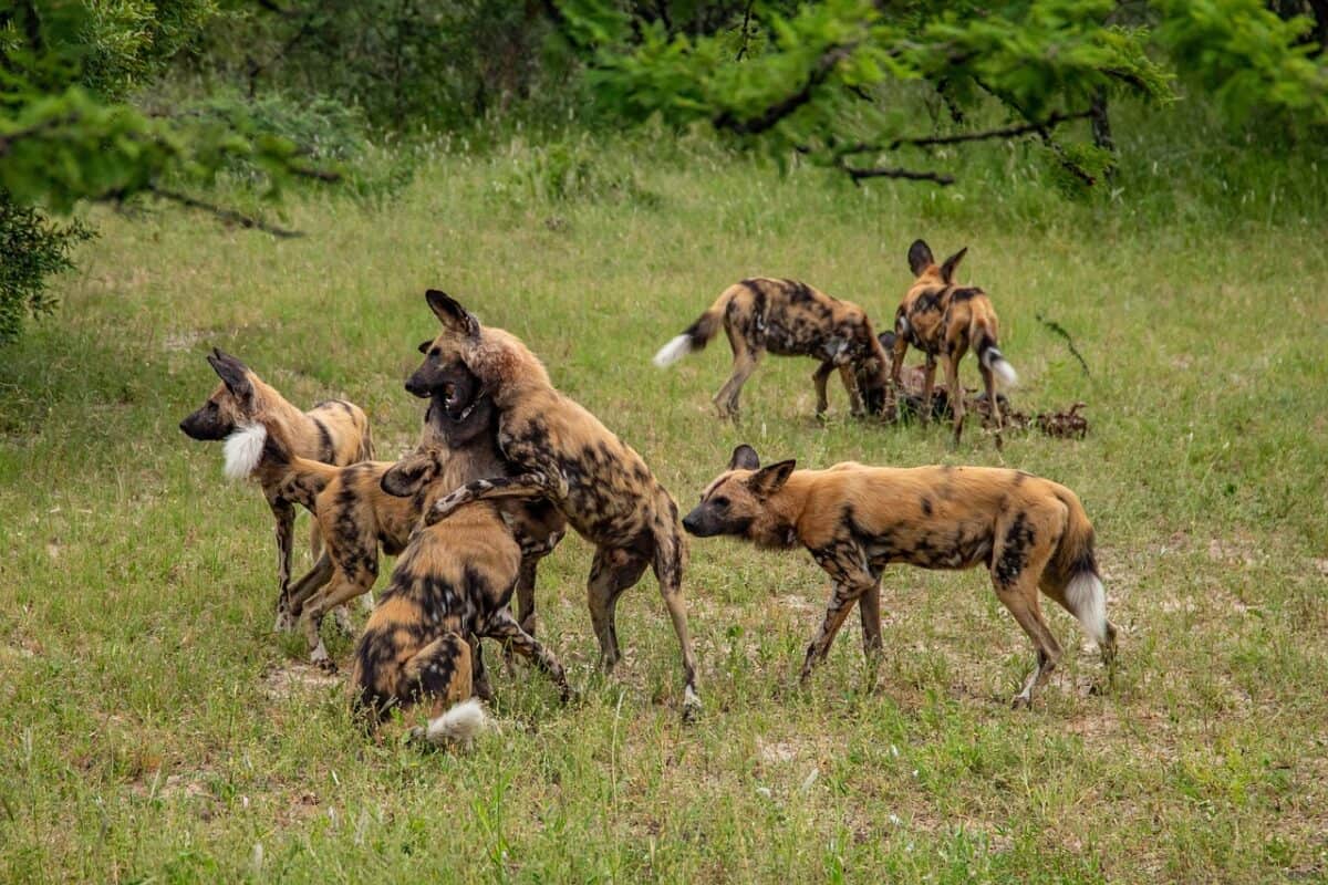 Wild Dog Pack