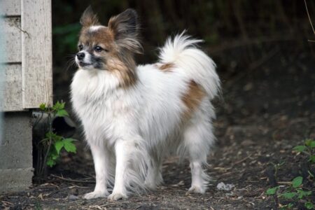 13 Dog Breeds That Struggle with Being Alone