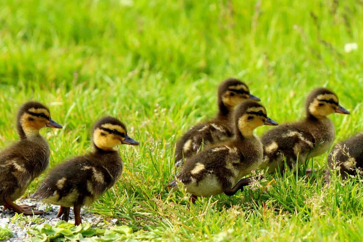 ducks, ducklings, brood, cute