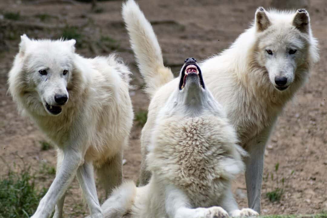 10 Ways Wolves Are Smarter Than We Thought - Animals Around The Globe