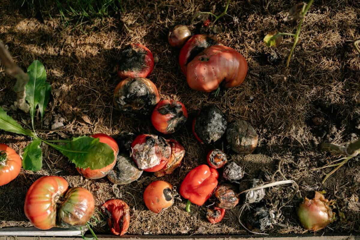 Compost