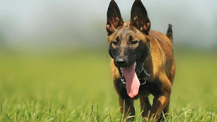 20 Best Working Dogs for Farm and Livestock Protection