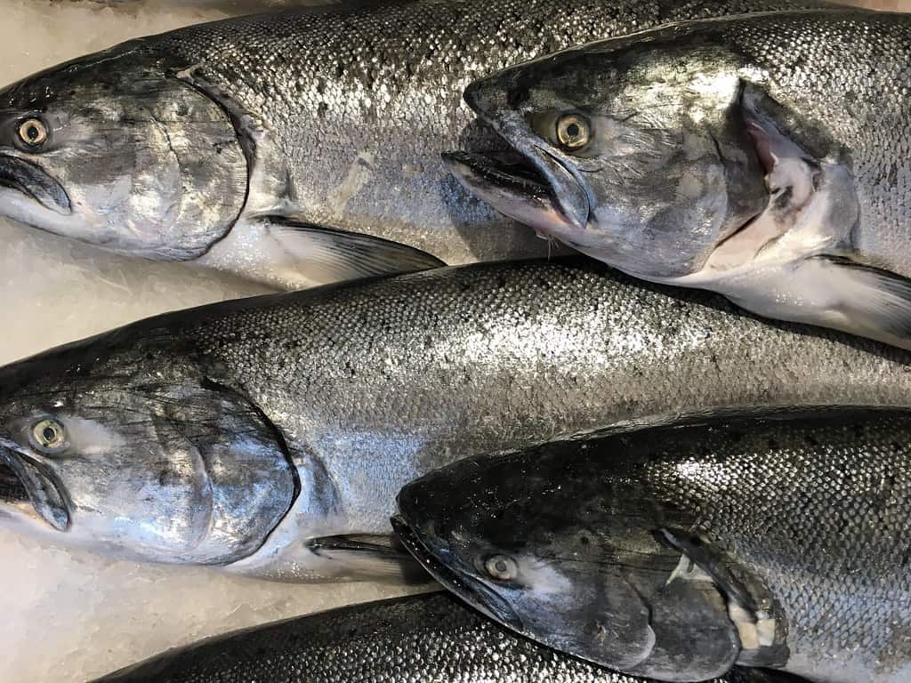 King Salmon