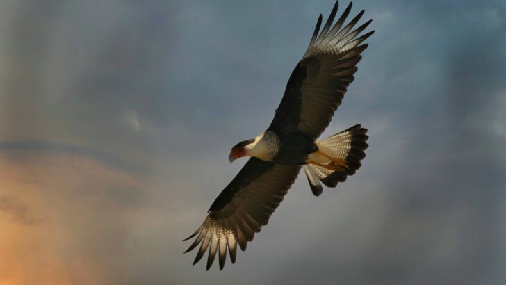 20 Endangered Birds in the US Due to Climate Shifts