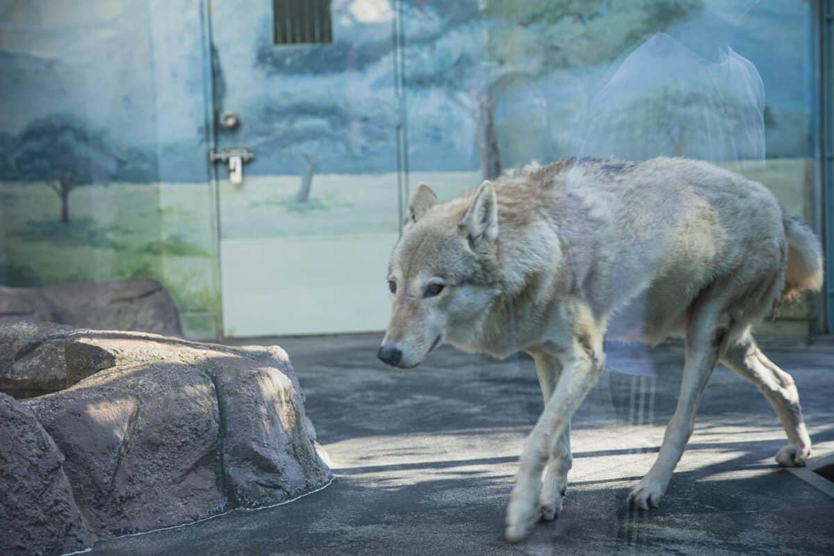 A wolf seen strolling in a sunny zoo enclosure, showcasing its natural beauty through glass.