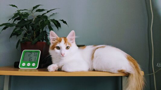 The 10 Best Cat Breeds for Apartment Living (and 4 Breeds That Want More Freedom)