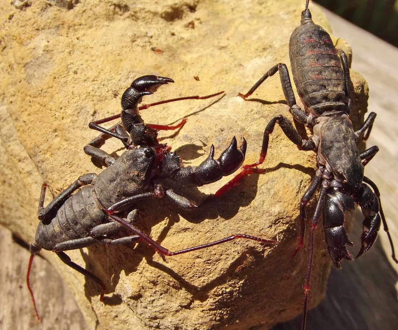 insect, vinegaroon, creepy, vinegaroon, vinegaroon, vinegaroon, vinegaroon, vinegaroon