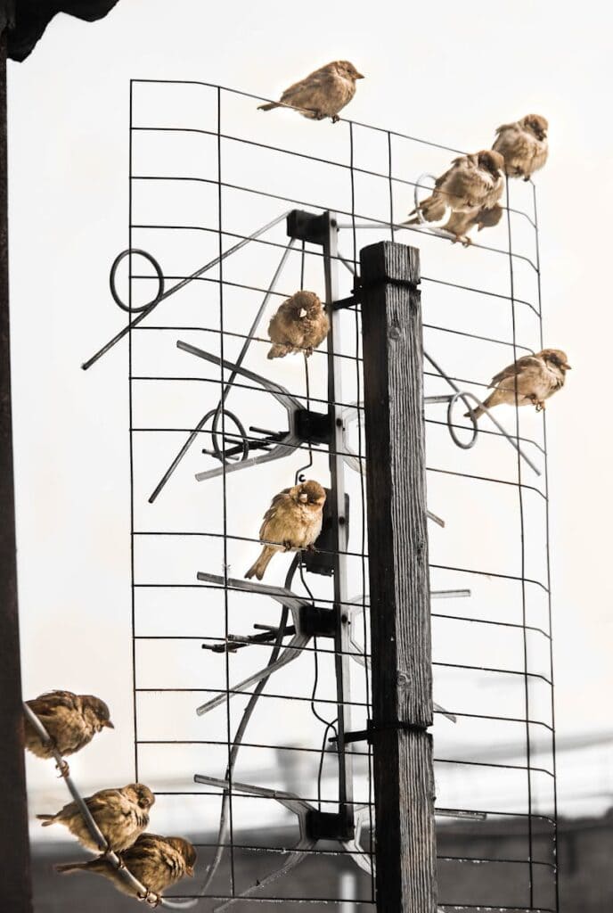 A group of sparrows perched on a metal antenna against a soft sky, showcasing urban wildlife.