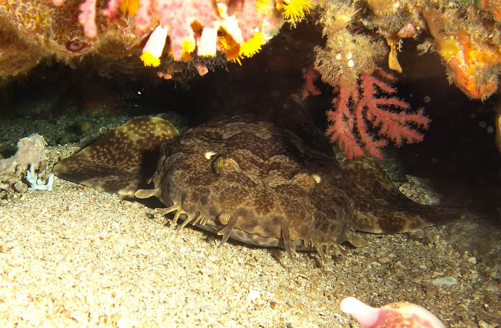 Wobbegong Shark