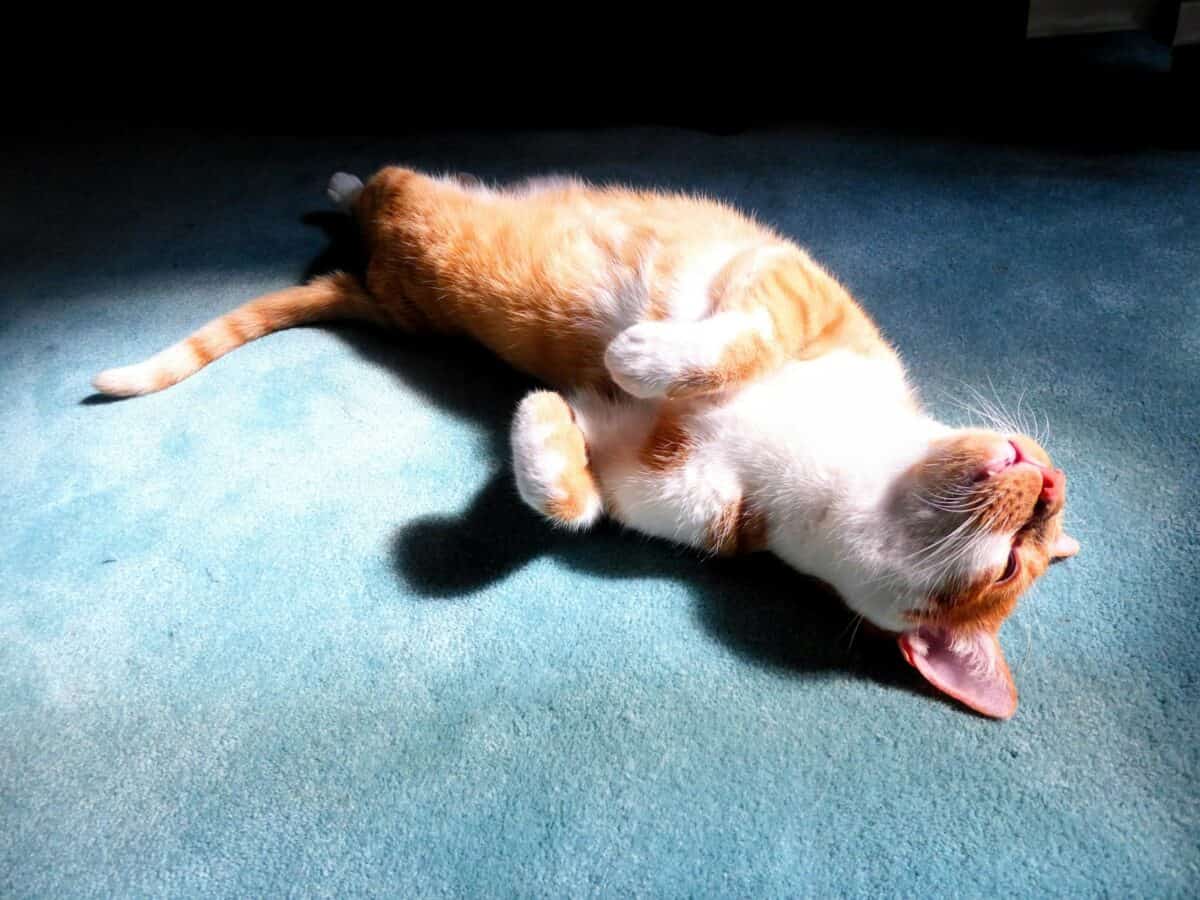 An orange and white cat rolling around on its back
