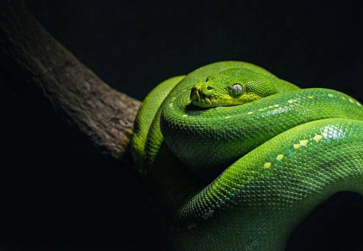 green snake