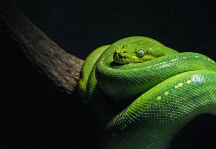 15 Hidden Snake Dens You Didn&rsquo;t Know Existed