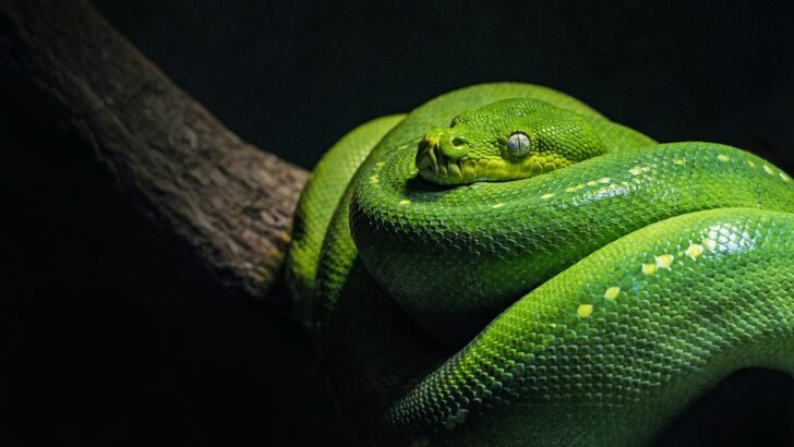 15 Hidden Snake Dens You Didn’t Know Existed