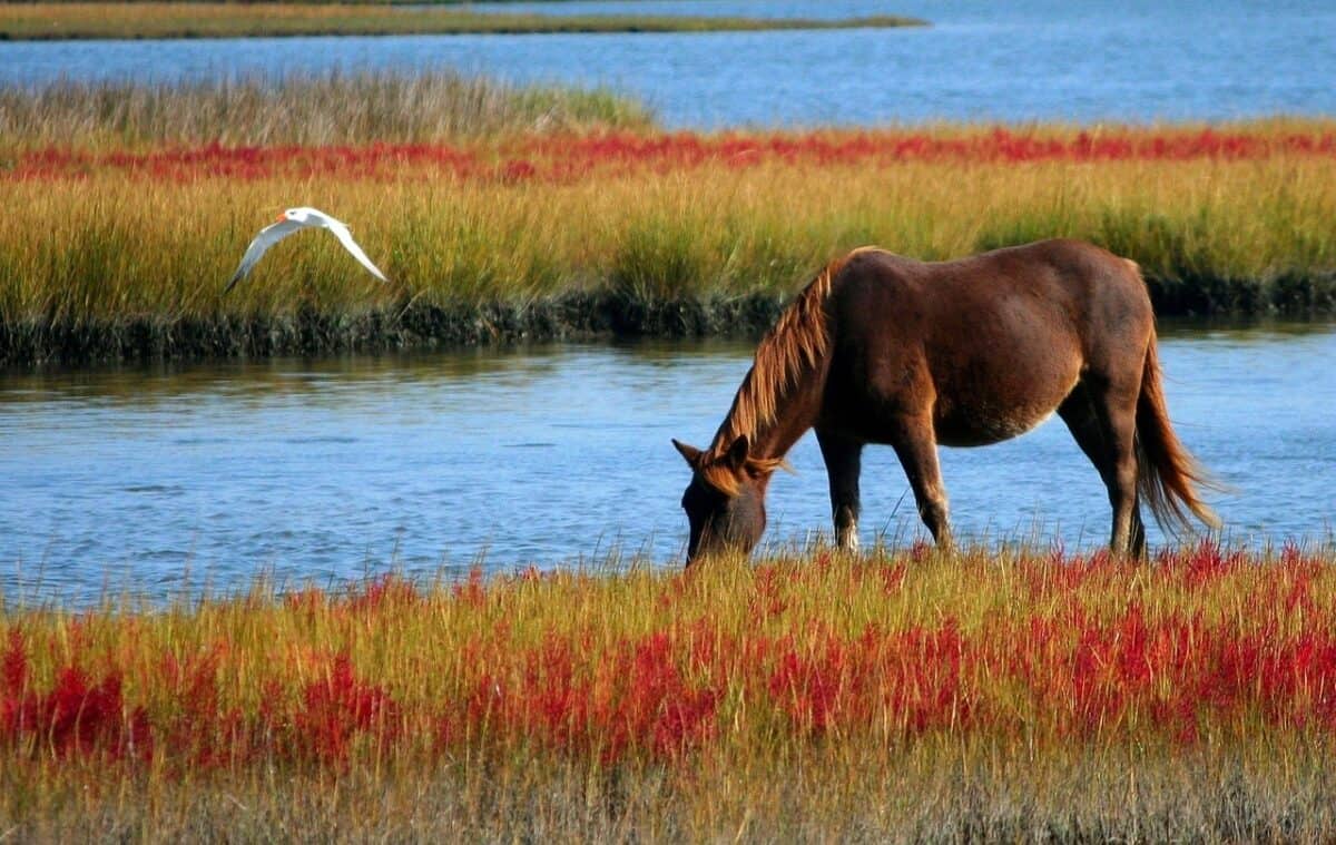 horse, nature, animal, grazing, wild horse, mammal, equine, marsh pony, swamp, horse, horse, horse, horse, horse